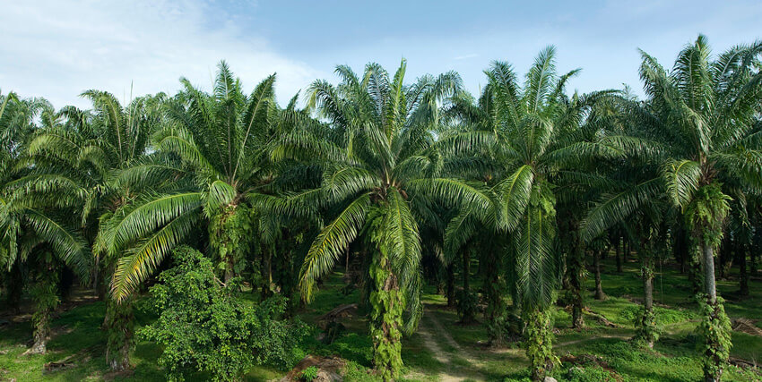 The Palm Oil Consumer Dilemma: Boycott or Buy?