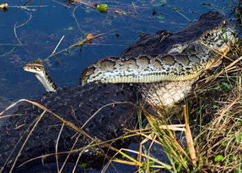 Burmese Pythons Archives | The Invading Sea