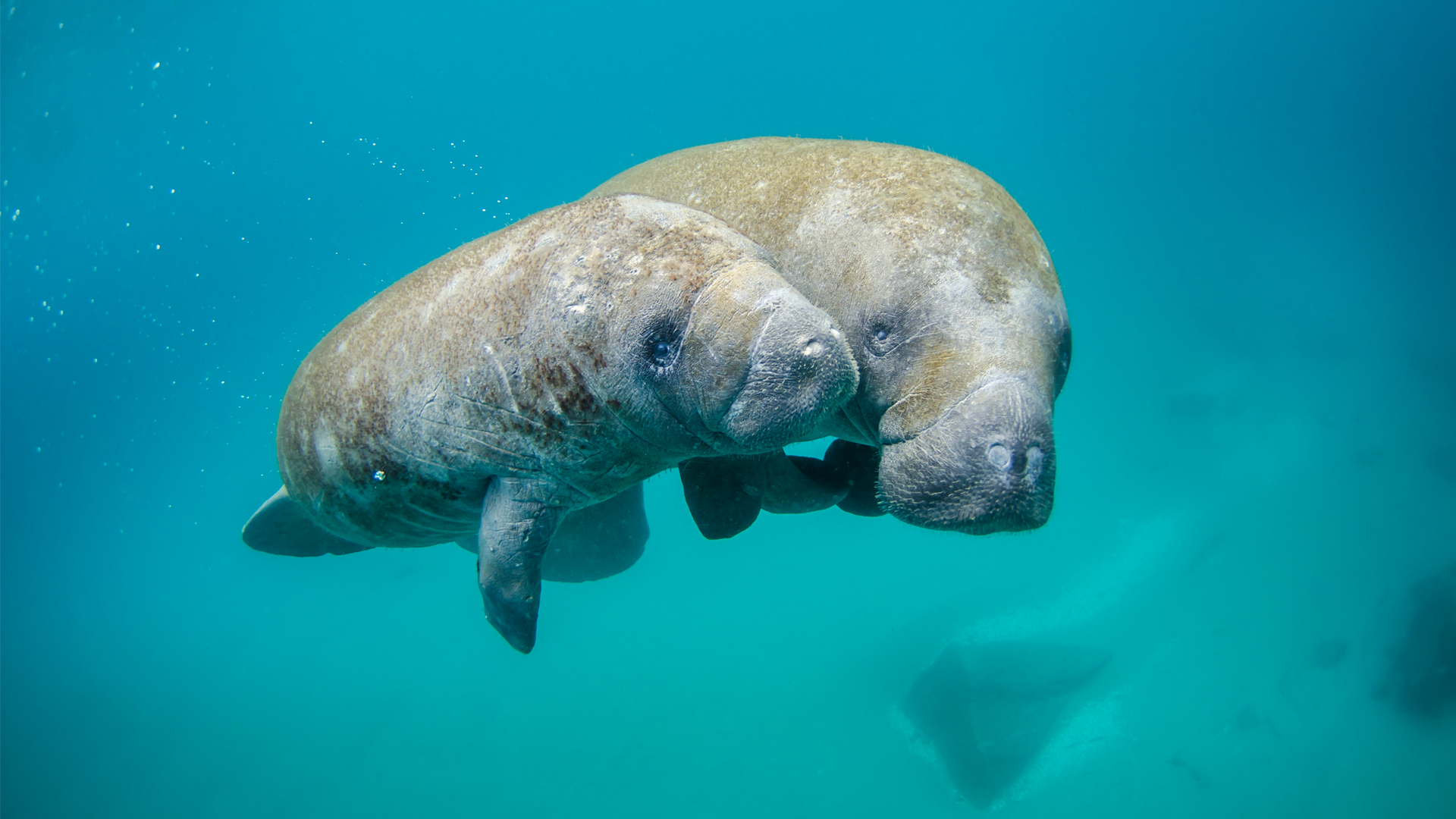 https://www.theinvadingsea.com/wp-content/uploads/2023/03/Manatee-calf-and-mother.jpg