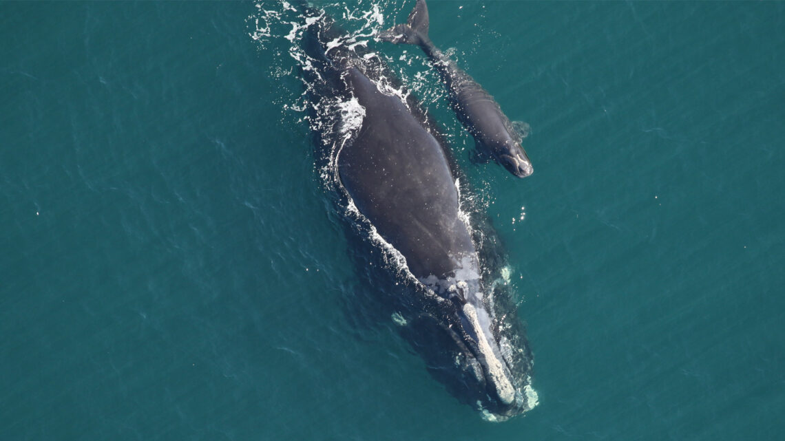 Climate change and boat strikes are killing right whales. Stronger