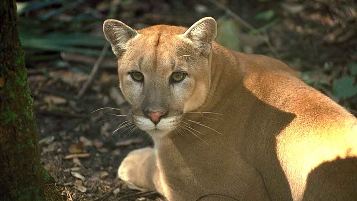 How restoring the Everglades can save the Florida panther and our home ...