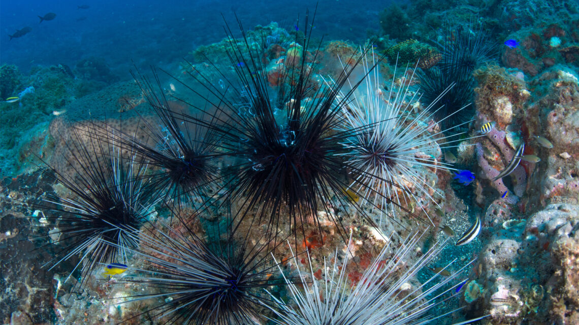 Scientists identify parasite killing sea urchins; Fort Lauderdale flood ...