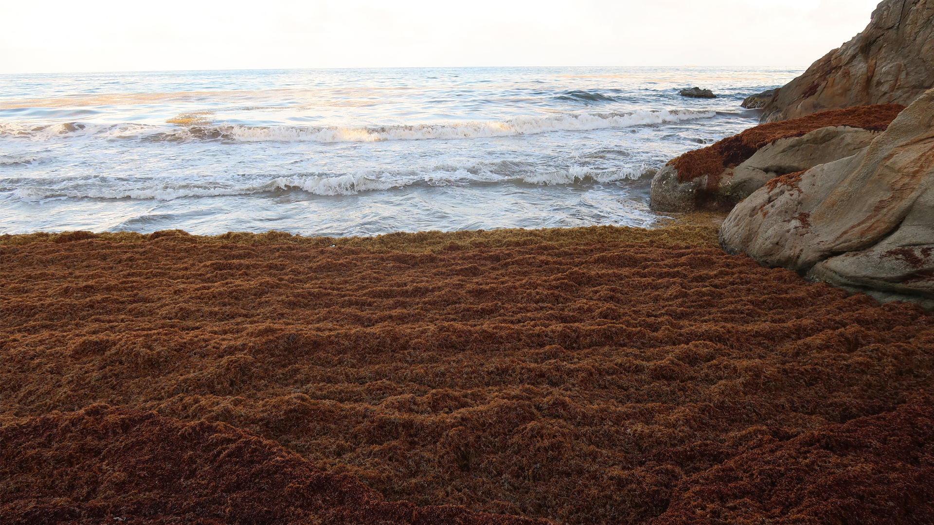 The Great Atlantic Sargassum Belt is carrying a massive bloom of brown ...