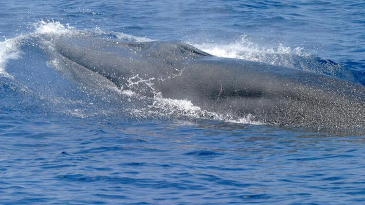 The summer of love for Gulf whales | The Invading Sea