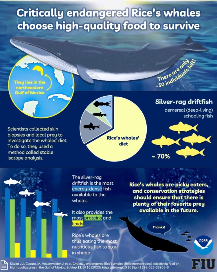 Newly identified whale’s favored prey is not endangered, but the whale ...