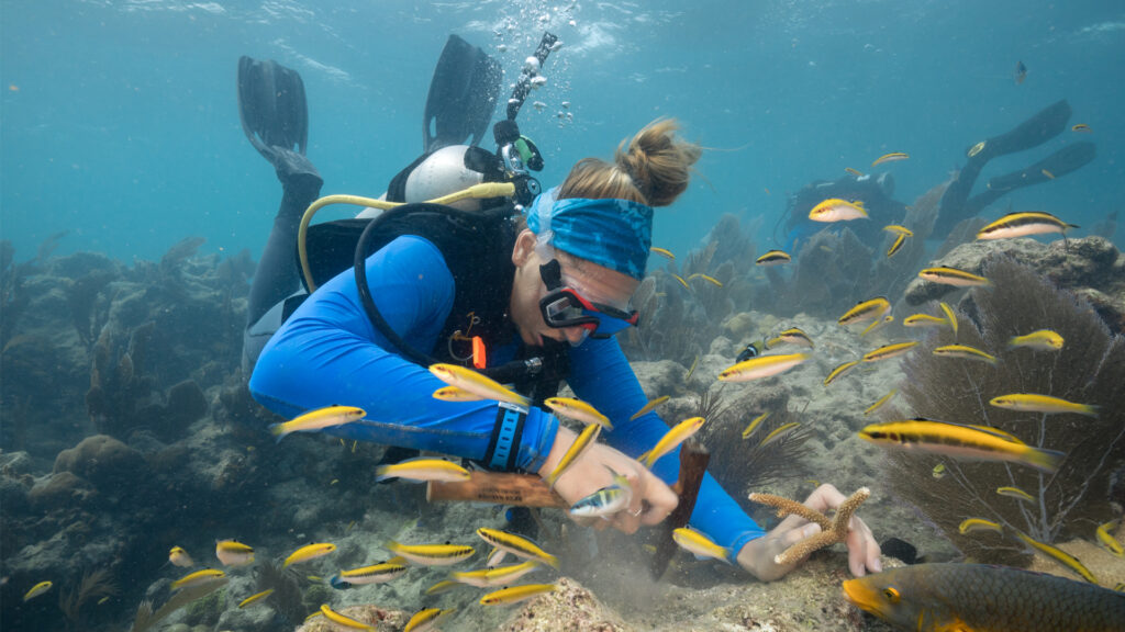 A diver prepares a site for staghorn coral replanting by removing nuisance algae. (Credit: Coral Restoration Foundation via NOAA)