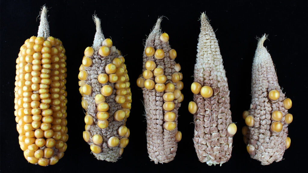 Non-stressed corn, at left, compared to corn that was heat stressed at different stages of pollen development. (Kevin Begcy, UF/IFAS)