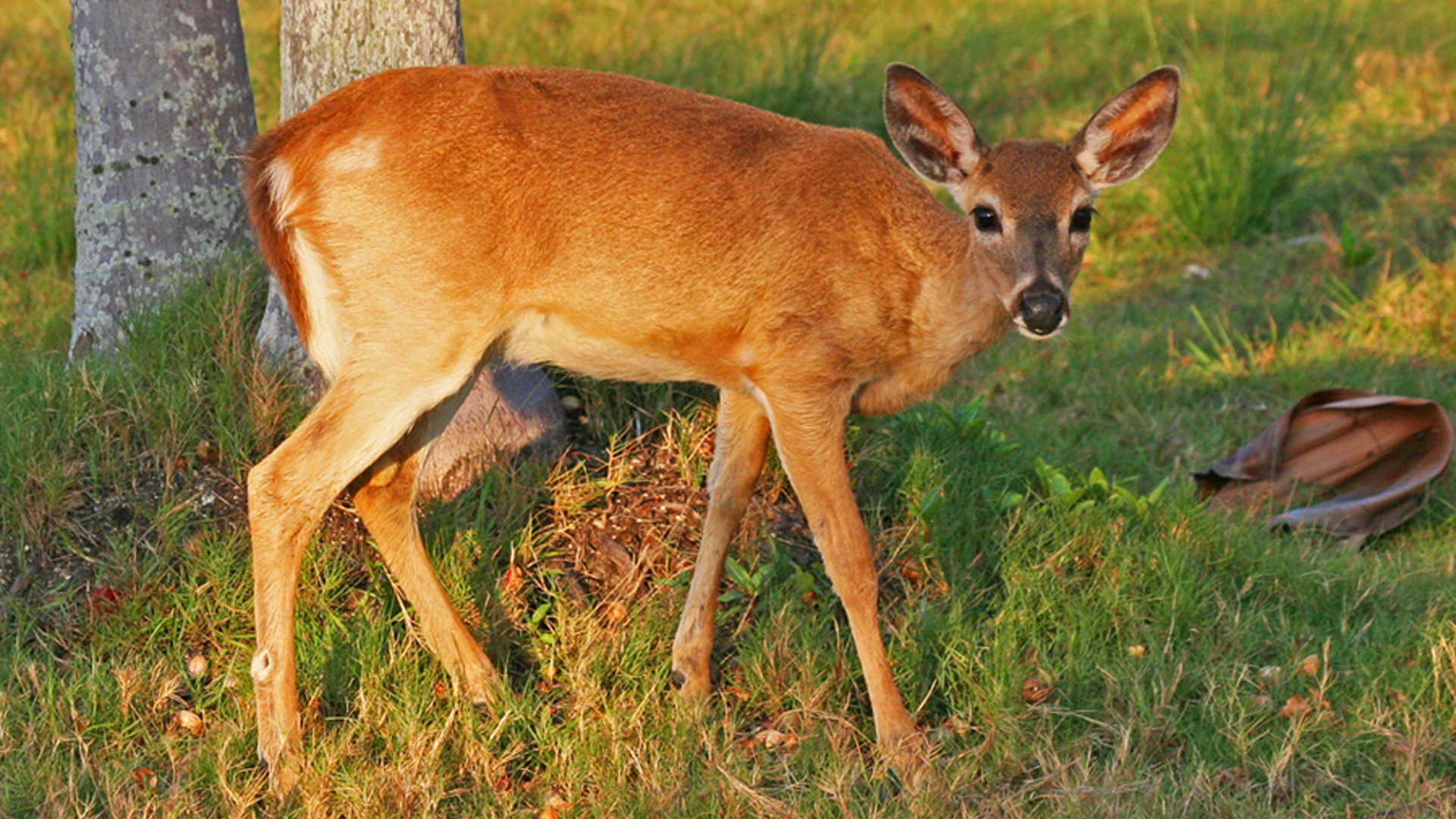 Rising sea levels reducing habitat for Key deer; reports show Fort ...