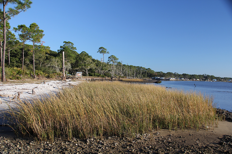 A living shoreline project on the Florida Panhandle (Florida Sea Grant/Apalachicola National Estuarine Research Reserve, CC BY-NC-ND 2.0 DEED, via flickr)