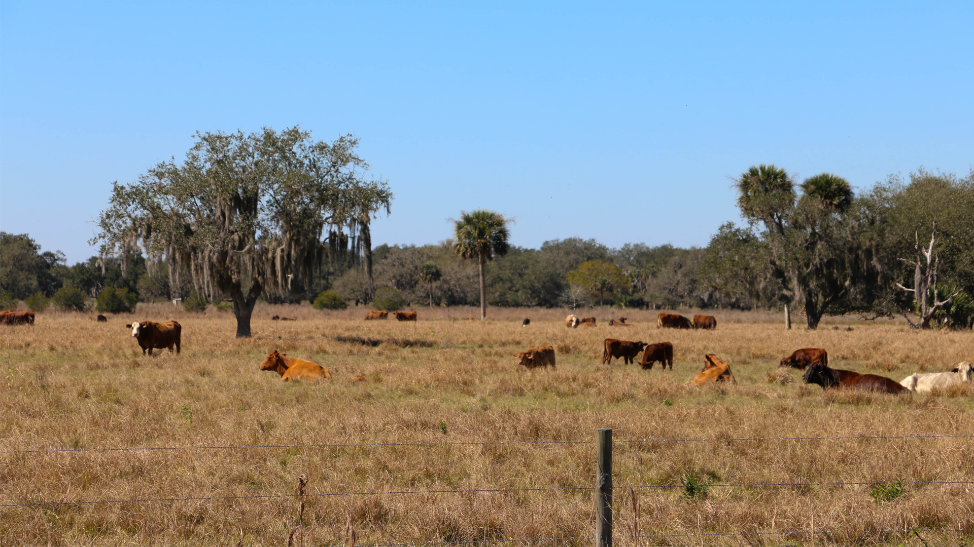 Cattle Ranch 
