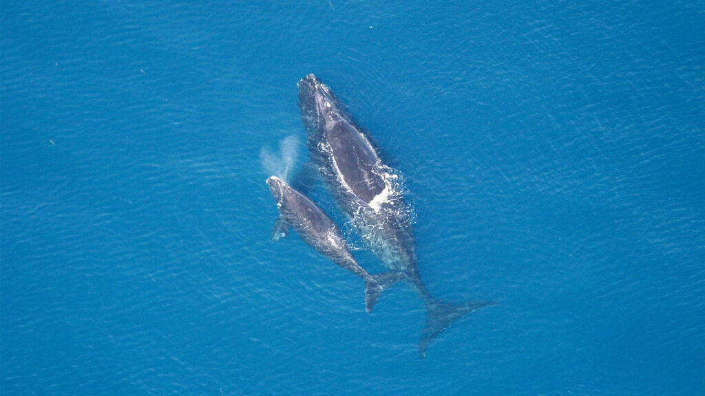 A North Atlantic right whale and calf (NOAA Photo Library, Public domain, via Wikimedia Commons)