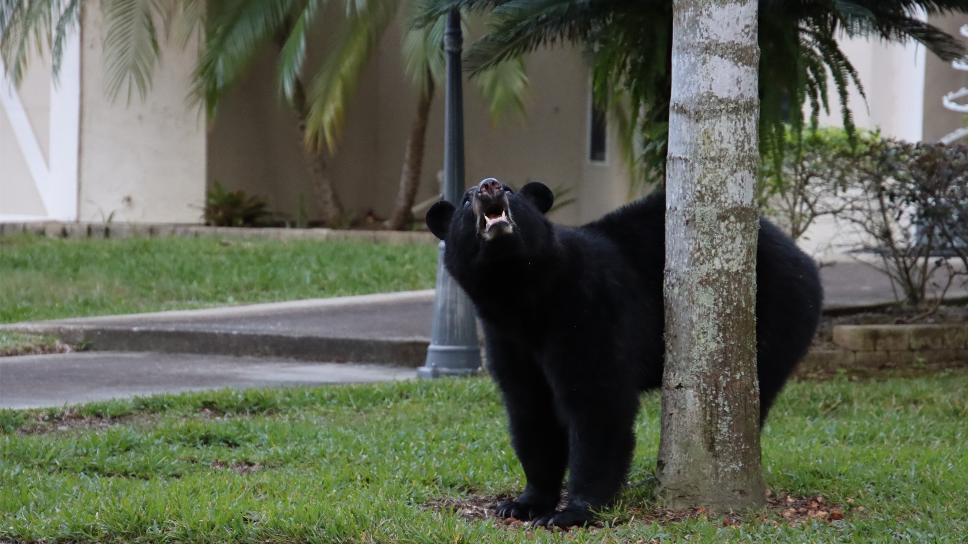 Why should Florida make it easier to kill bears? | The Invading Sea