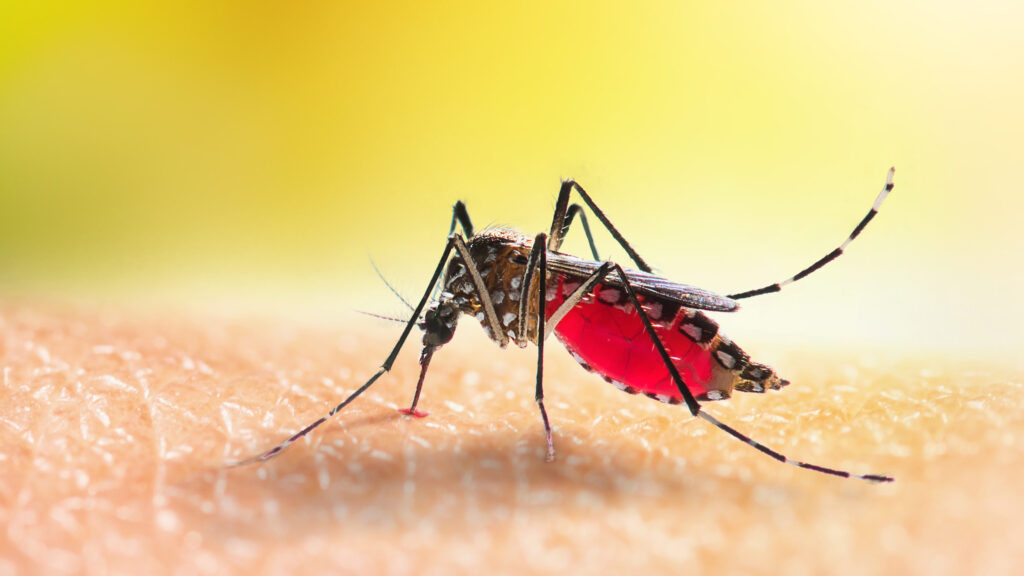 An Aedes mosquito sucking blood (iStock)