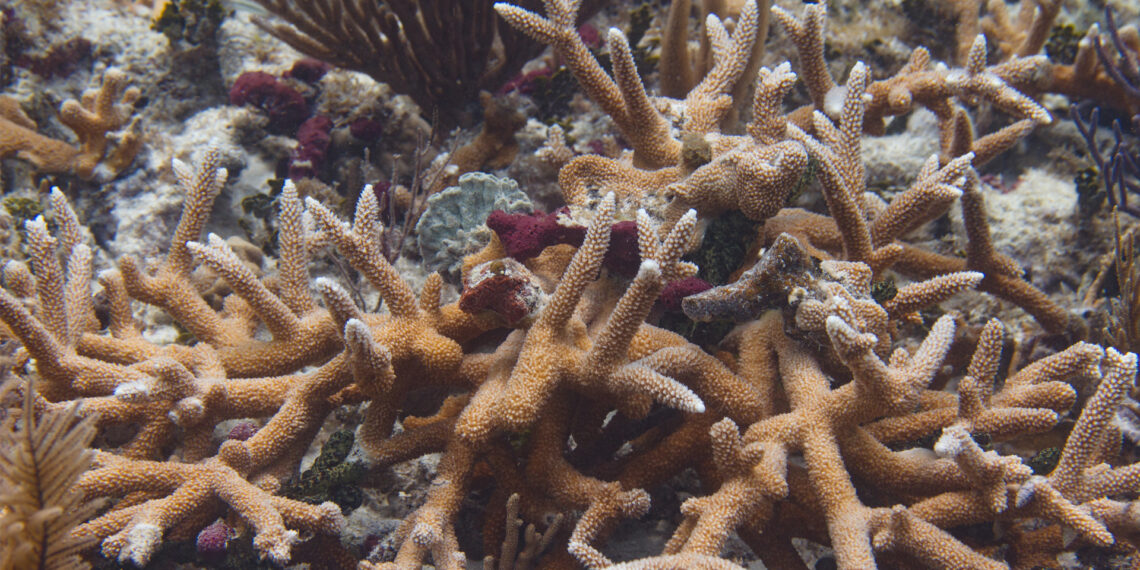 Staghorn Coral - Messages From The Wild