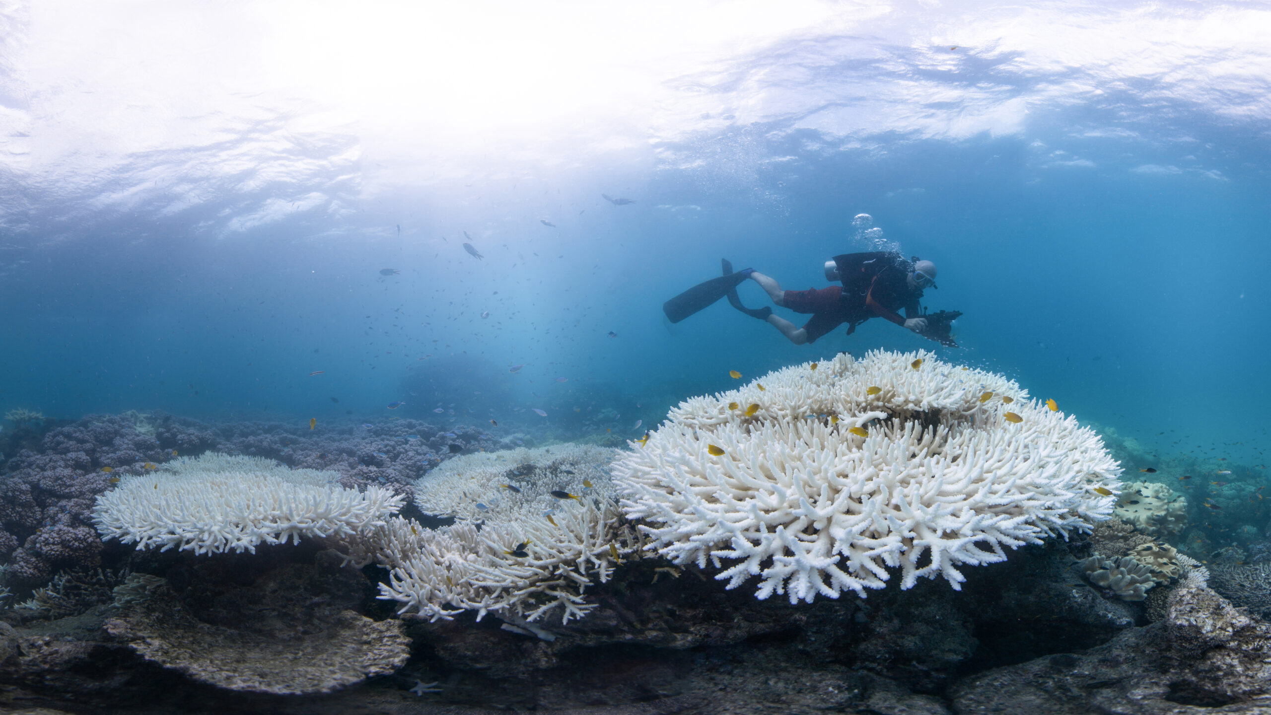 The World’s Fourth Mass Coral Bleaching Is Underway, But Well-connected 
