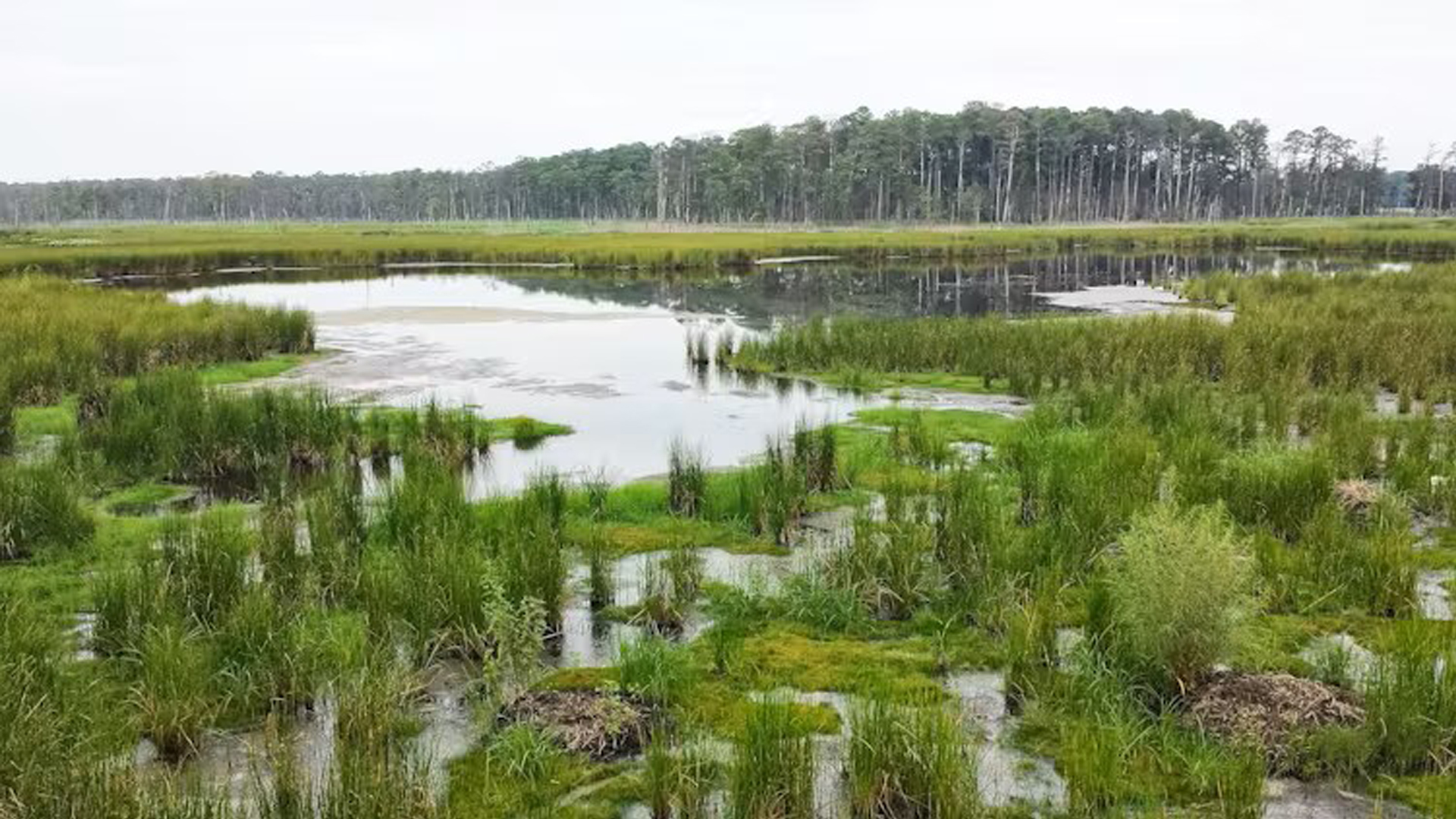 Coastal wetlands can’t keep pace with sea-level rise, and ...