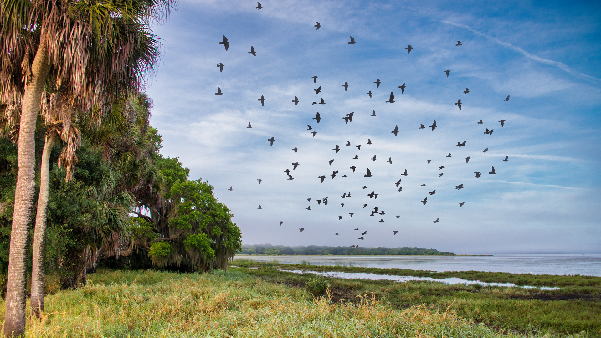 Florida Wildlife Corridor Eases Worst Impacts Of Climate Change 