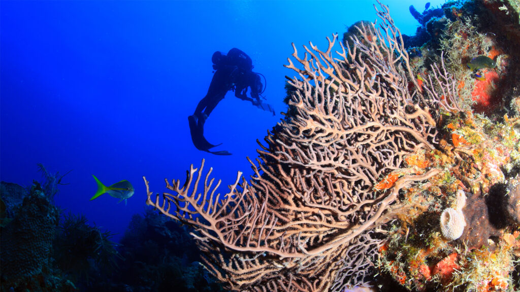 A diver explores the reef at Florida Keys National Marine Sanctuary. (National Marine Sanctuaries, Public domain, via Wikimedia Commons)