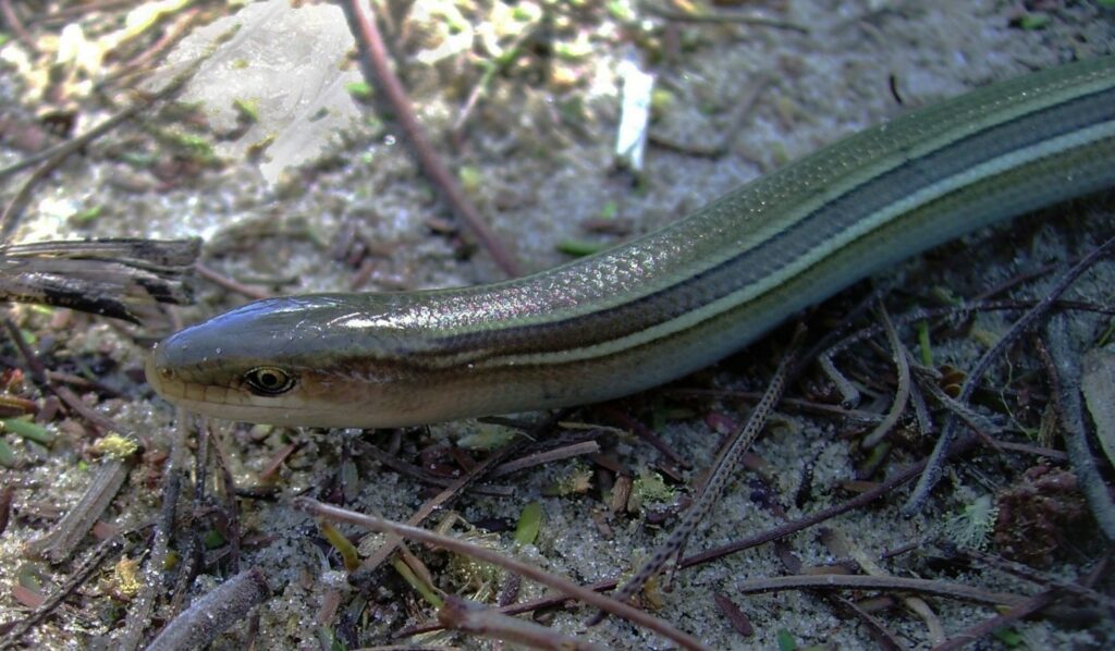 Estuarine grass snake (Ophiodes enso). (Photo: Fernando M. Quintela, used with permission)