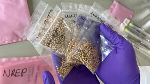 bags of sorghum seeds that spent 5 months in space An expert at the Plant Breeding and Genetics Laboratory holds the sorghum seeds that spent five months at the International Space Station. (Katy Laffan/IAEA)