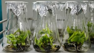 Plants growing in a beaker at a lab in Austria. Crops take root in a beaker at the IAEA Plant Breeding Unit in Seibersdorf, Austria. (Adriana Vargas Terrones/IAEA)