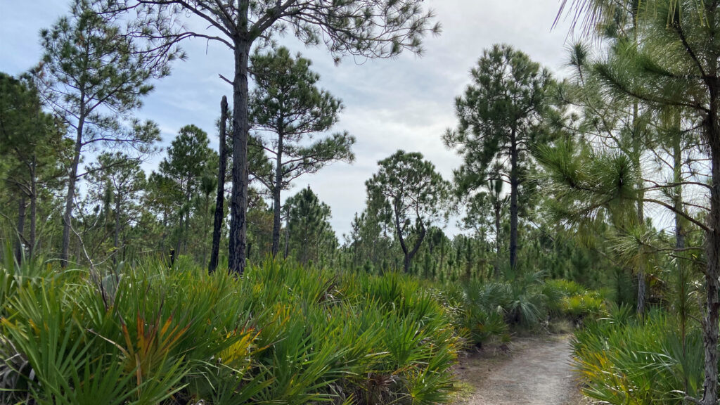 Urban pine rocklands in Larry and Penny Thompson Memorial Park near Zoo Miami (Photo by Elise Bennett)