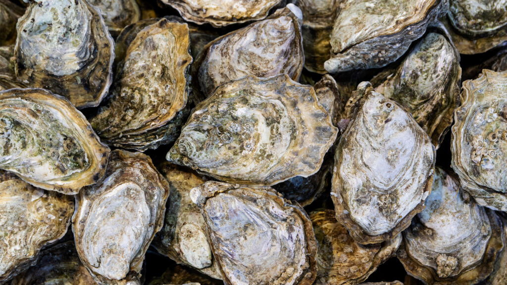 Oysters (iStock image)