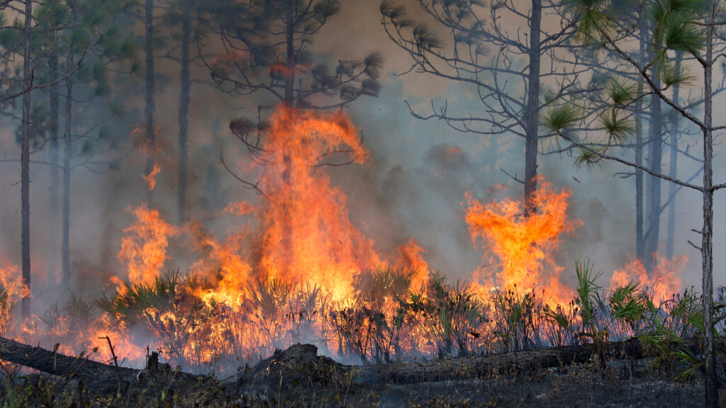 Forestry workers ignite a controlled burn of the underbrush on approximately 500 acres of the Hal Scott Preserve in Orlando. (iStock image)