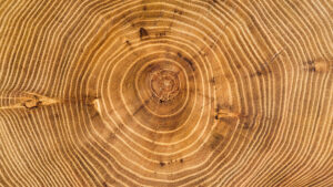 Rings in tree cores indicate how well the tree grew each year it was alive. (iStock image)