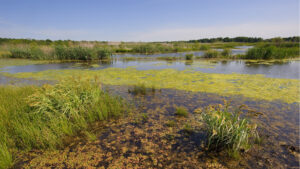 A wetland restoration project (USDA NRCS Texas, Public domain, via Wikimedia Commons)