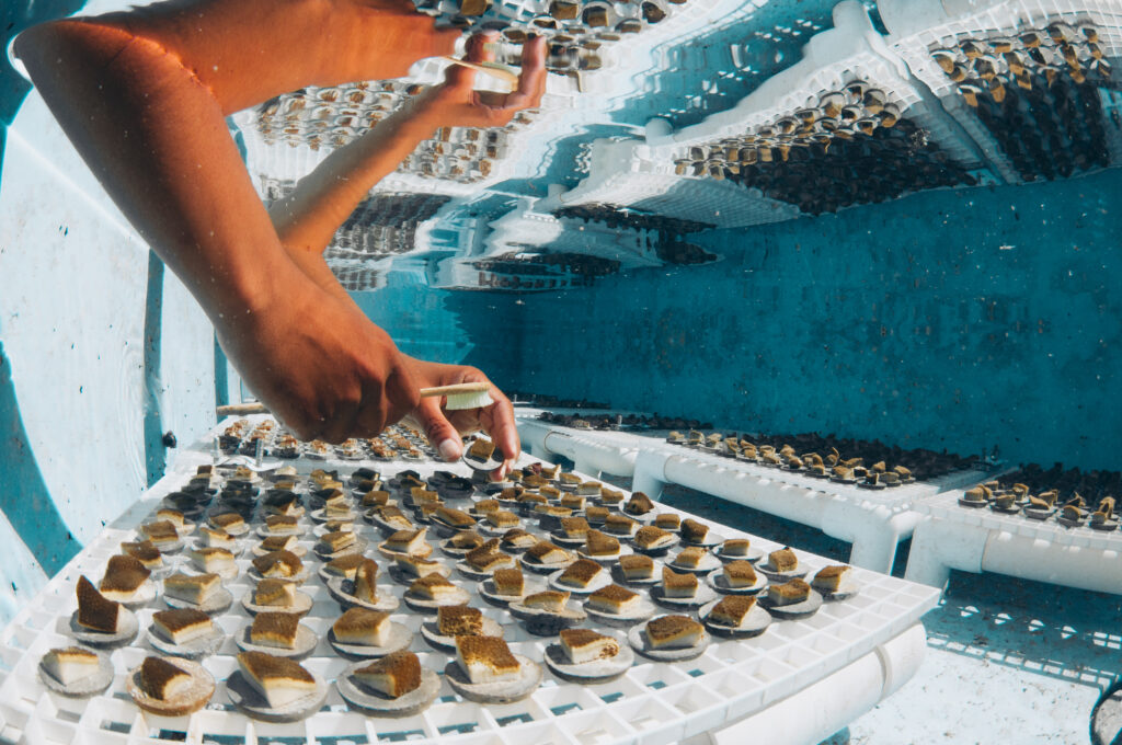 Coral Vita uses a process that involves cutting large coral colonies into tiny fragments, called microfragments. Microfragmentation encourages rapid growth and, when combined with other techniques, can result in larger corals in a shorter amount of time. (Photo courtesy of Coral Vita)