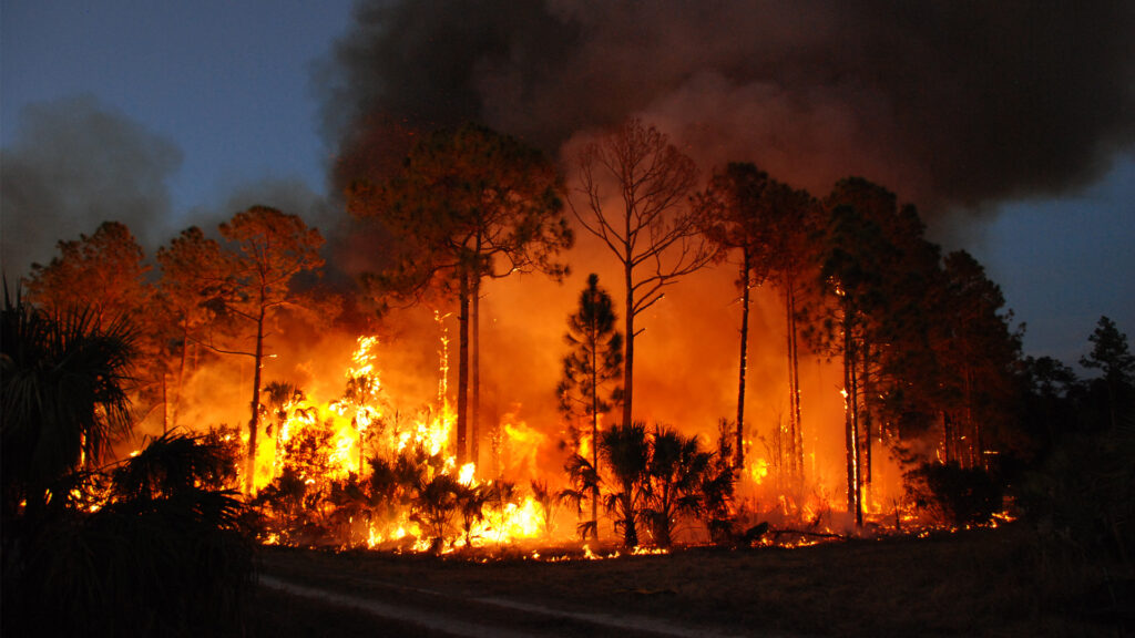 A prescribed burn at Florida Panther National Wildlife Refuge (U.S. Fish and Wildlife Service Southeast Region, Public domain, via Wikimedia Commons)