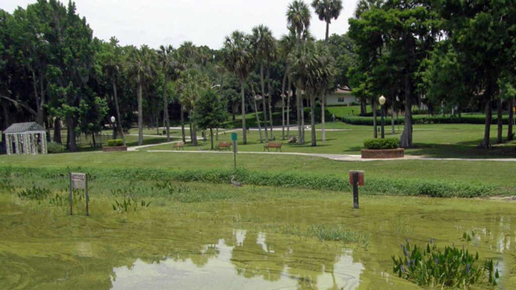 A Florida water body with excessive algae growth (USGS, Public domain, via Wikimedia Commons)