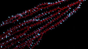 The bamboo coral Isidella displaying bioluminescence in the Caribbean in 2009. (Sönke Johnsen, CC BY-ND)