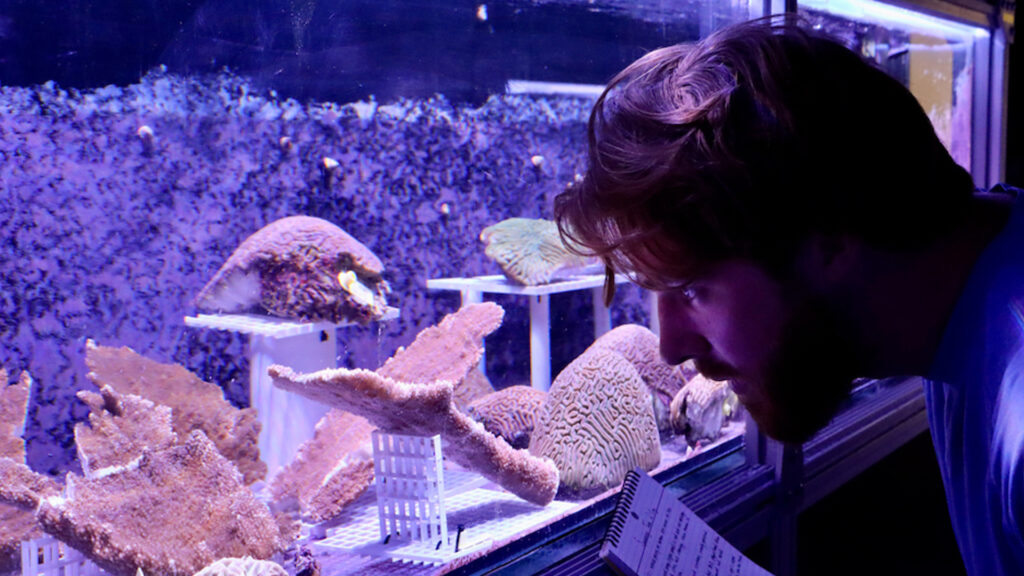 Cameron McMath, research associate and facilities manager for land-based coral activities at the Coral Reef Futures Lab, observes elkhorn and brain coral colonies from Tela Bay, Honduras. The corals are in a specialzed spawning tank scientists hope will encourage natural spawning later this summer. (Photo: Diana Udel)