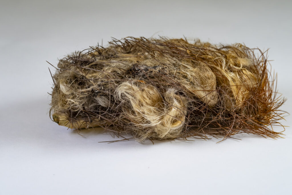 Thick hair and spines blanket parts of the Key Largo tree cactus, to the extent that an isolated fragment might not look like it came from a cactus at all. (Florida Museum photo by Jeff Gage)