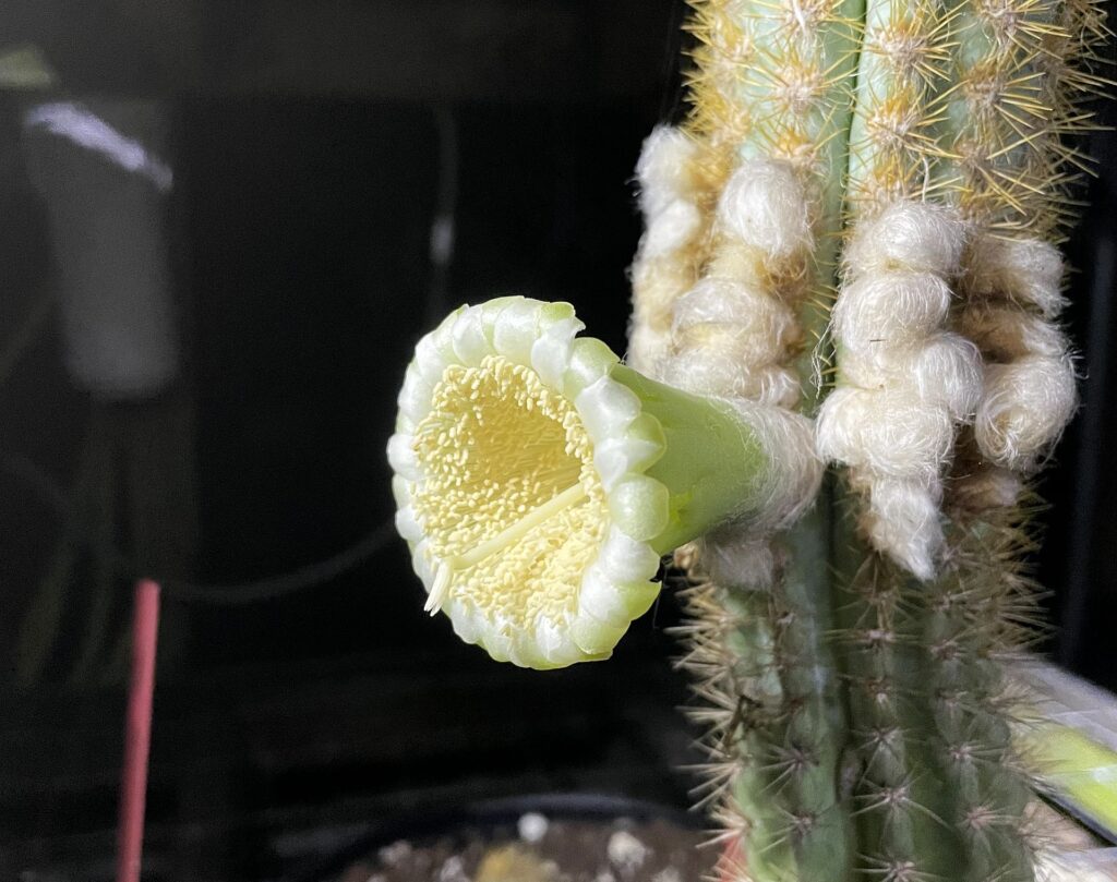 The large white flowers of the Key Largo tree cactus have a mild scent reminiscent of garlic and reflective white petals and reproductive tissue that helps pollinators find them by moonlight. (Photo courtesy of Susan Kolterman)