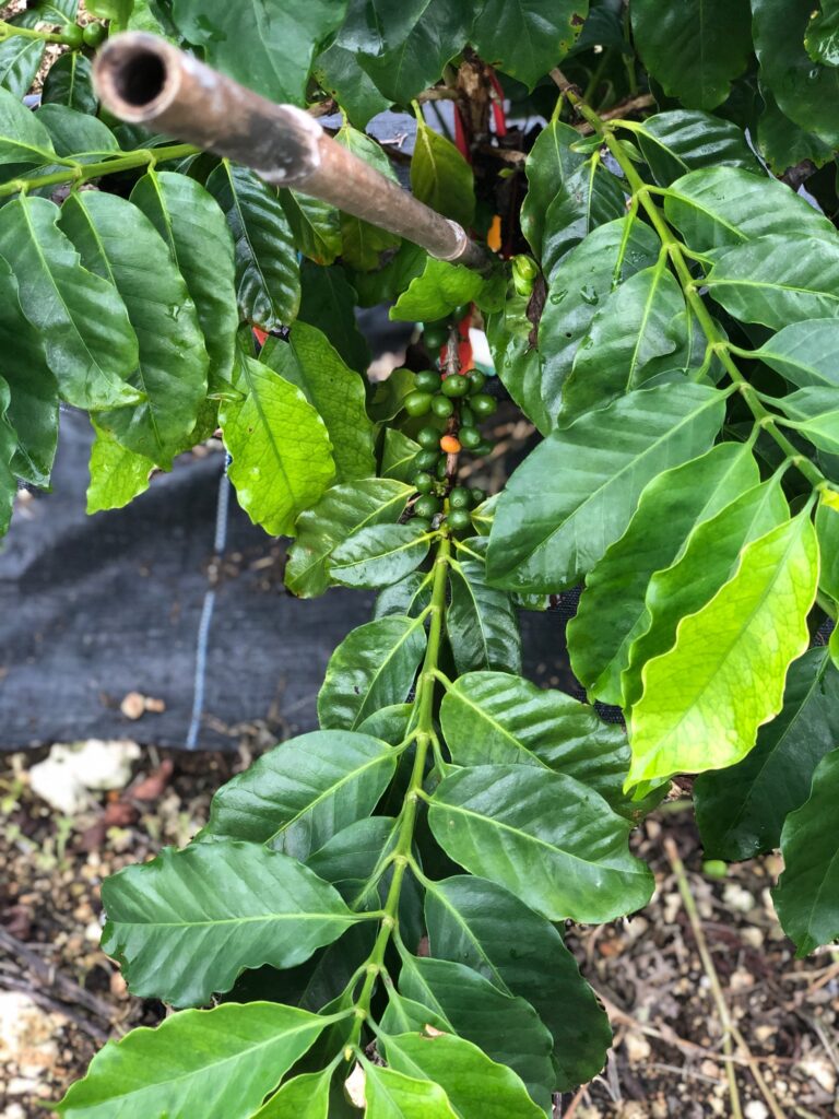 Coffee being grown in Homestead, Florida. (Photo courtesy of Felipe Ferrao)