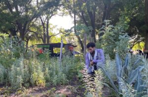 Ernesto Ruiz kneels in the Farmworker Association of Florida’s garden in Apopka, which he oversees. He opens the site twice a month to people living nearby, who are encouraged to take home anything they care to harvest. (Ayurella Horn-Muller/Grist)