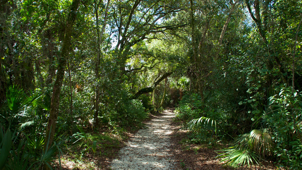 A path through a Florida forest (iStock image)