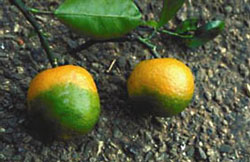 Citrus greening disease on mandarin oranges (T.R. Gottwald and S.M. Garnsey, Public domain, via Wikimedia Commons)