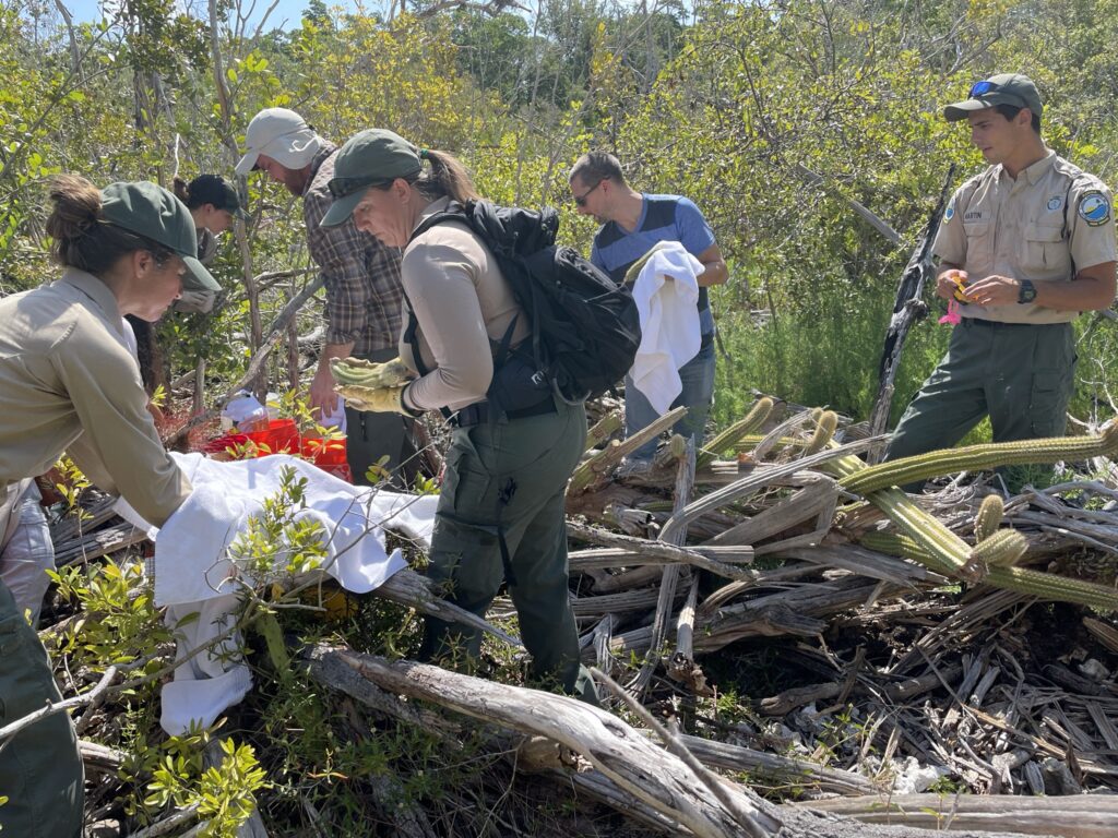 Staff from Fairchild and the Florida Department of Environmental Protection removed all remaining green material in 2021 after it became clear the population was not going to survive. (Photo courtesy of Jennifer Possley)