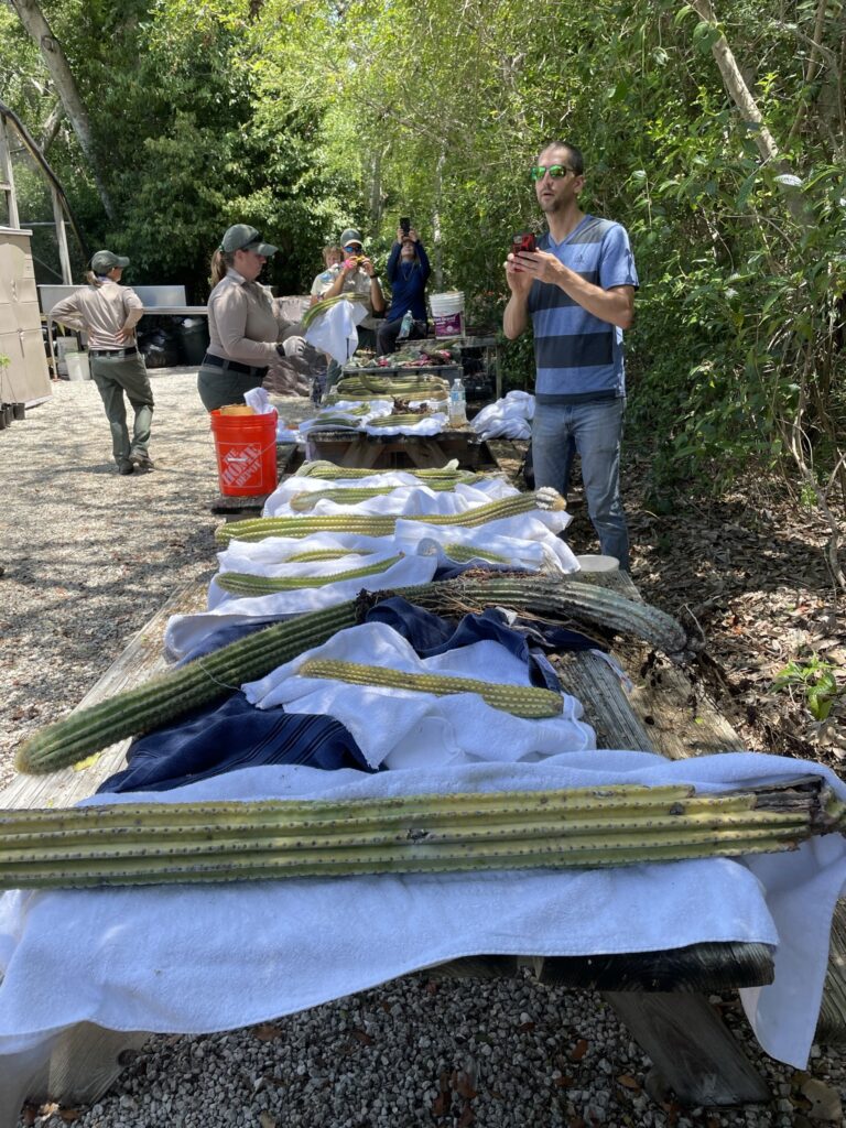 Staff processed the cacti they'd salvaged and divvied up the material so that it could be grown in greenhouses. (Photo courtesy of Jennifer Possley)