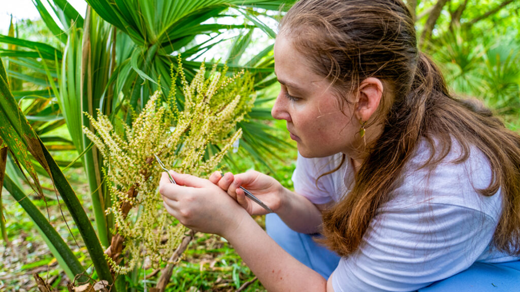 Isabella Childress collects pollen from the Sabal miamiensis, or Miami palmetto, at the Montgomery Botanical Center. (Photo: Matthew Rembold/University of Miami)