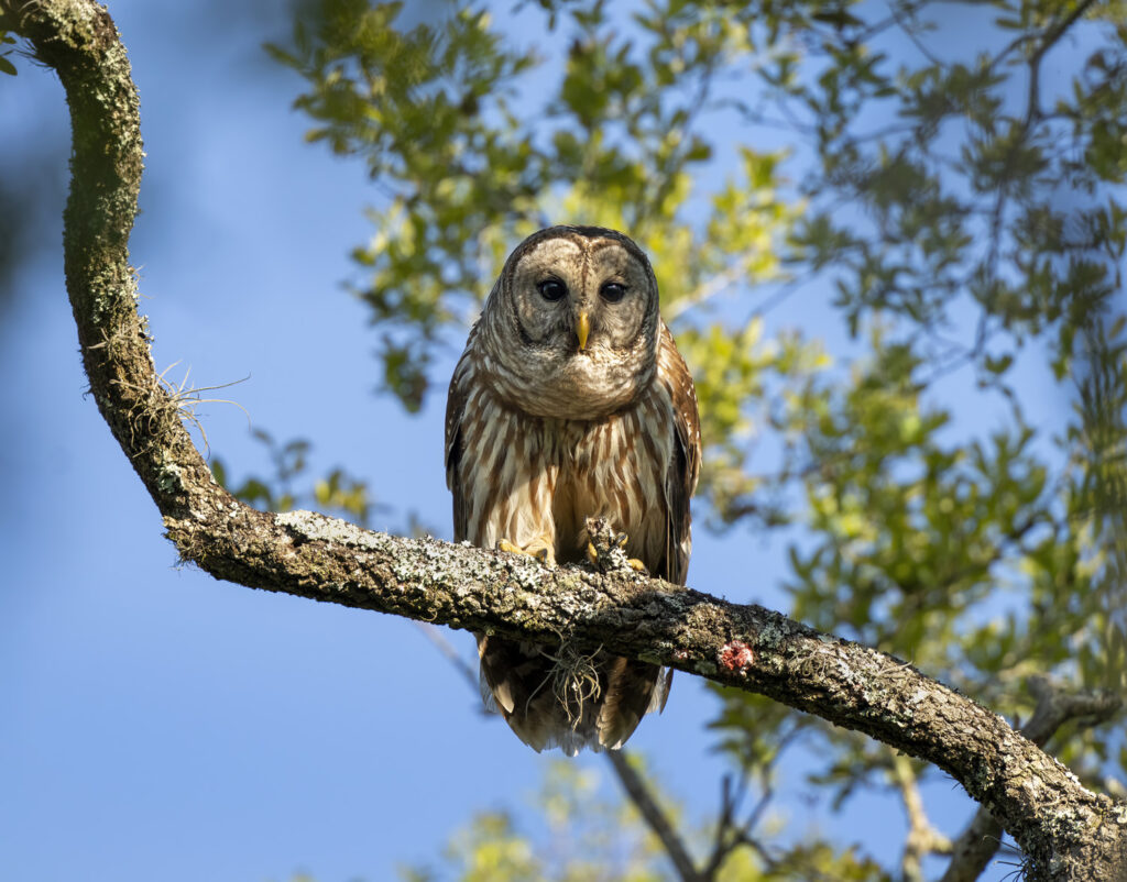 A barred owl on the Millpond Swamp property (Photo courtesy of Conservation Florida)