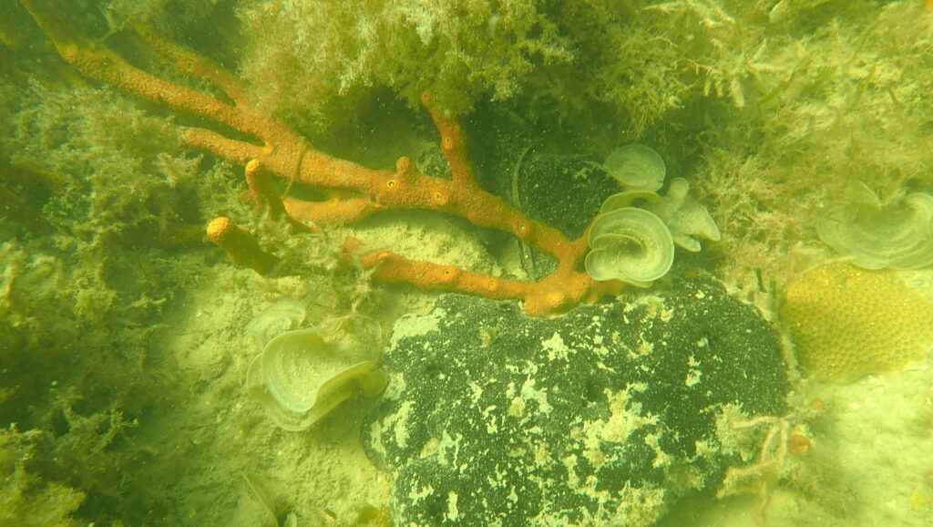 A sheepswool sponge, an orange branching sponge and a starlet coral off the coast of Hernando County. (Courtesy Josh Patterson, UF/IFAS)