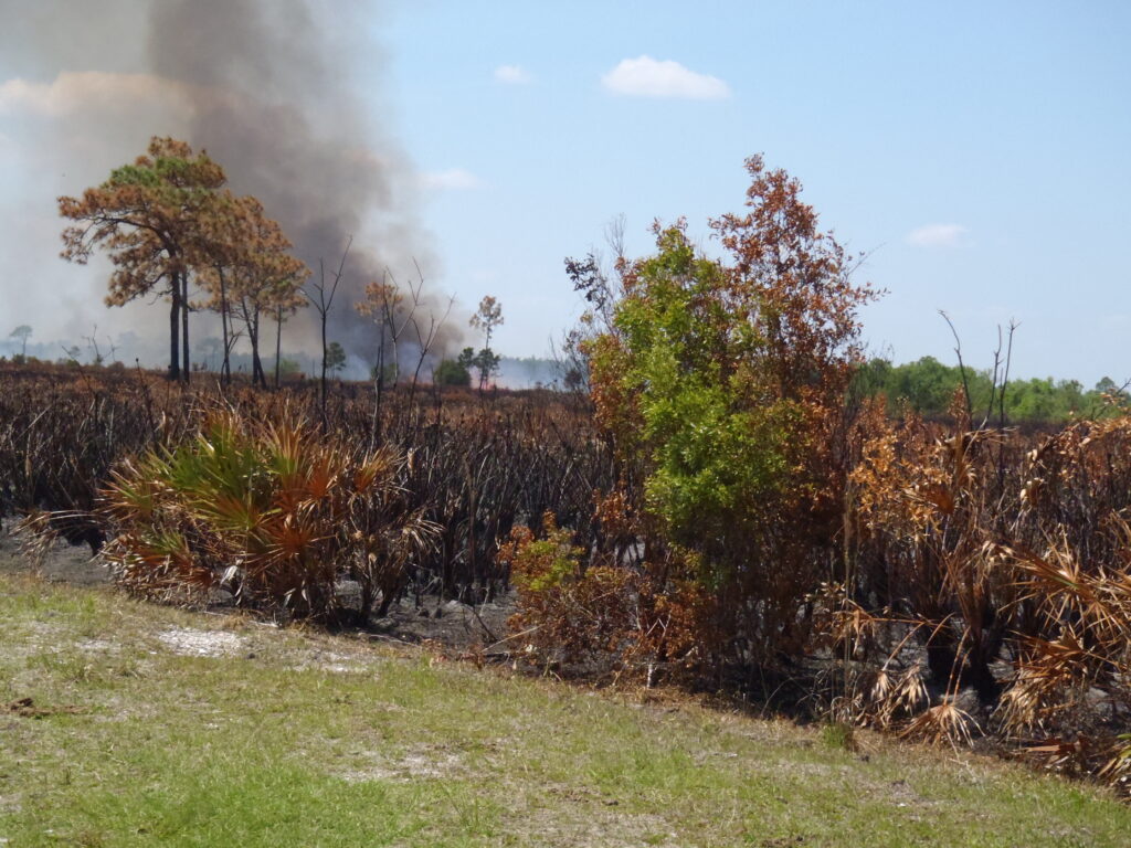 A prescribed burn at Avon Park Air Force Range. The range’s habitats benefit from being able to have prescribed burns, an important tool for maintaining the health of natural landscapes in Florida. (Image courtesy of Avon Air Force Range)