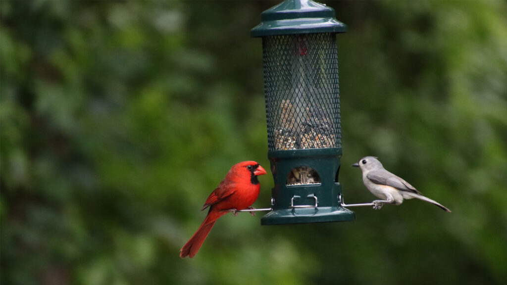 A northern cardinal and crested titmouse perched on a bird feeder (iStock image)