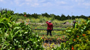 A migrant worker tends to farmland in Homestead, Florida, in 2023. (Chandan Khanna/AFP/Getty Images via Grist)