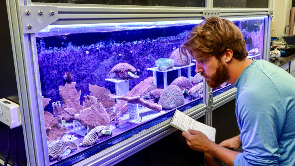 Cameron McMath, facilities manager for the Coral Reef Futures Lab, checks on the health of new corals collected recently from Tela Bay, Honduras. The brain and elkhorn corals are now in special tanks at the Rosenstiel School that mimic natural light and will ideally encourage them to spawn (or release sperm and eggs) in the coming months. (Photo: Diana Udel/University of Miami)